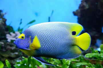 Lifespan of Freshwater Aquarium Fishes