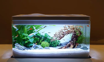 Aquarium Aquascape Design Ideas